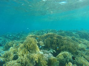 Snorkeling